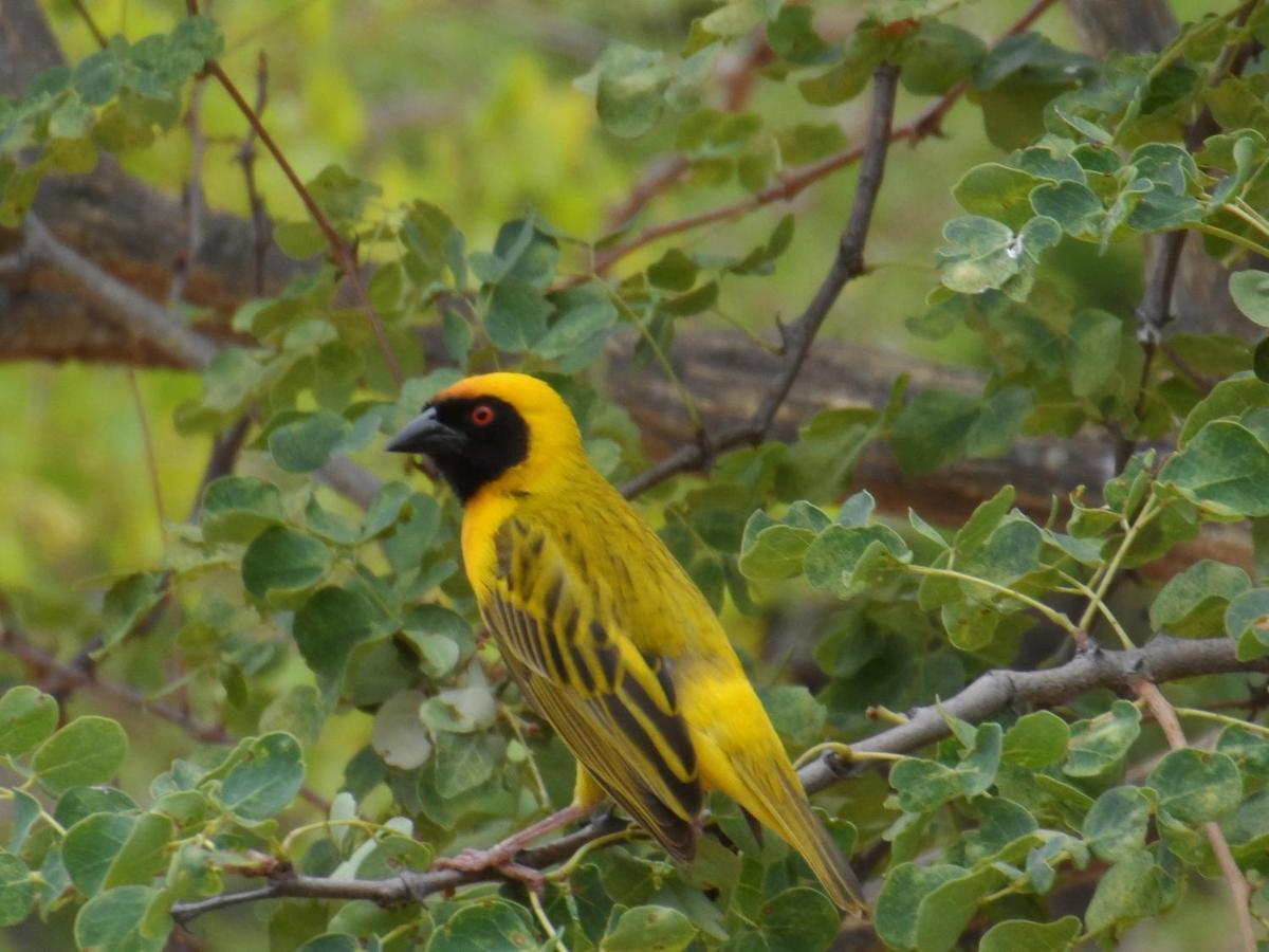 Shikwari Nature Reserve フッドスプルイト エクステリア 写真